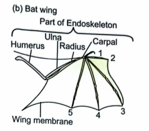 Bat wing