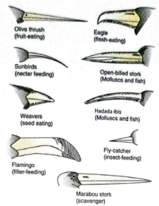 Beaks in birds