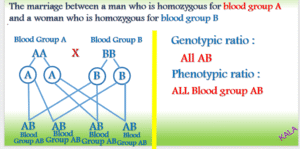 Blood group AA BB