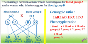 Blood group AO BO _