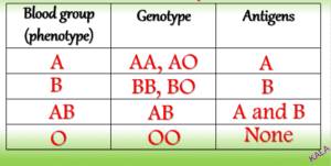 Blood groups Antigens Genotype