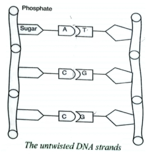 DNA strand structure