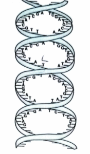DNA helix structure