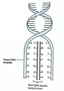 DNA replication