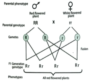 Determine genotypes 1