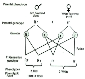 Determine genotypes 2