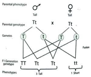 Determine genotypes 