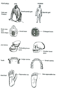 Different between apes and humans