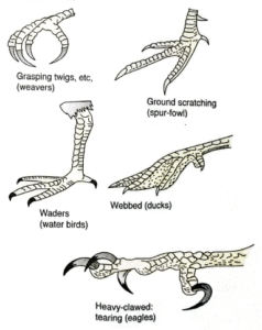 Feet in birds
