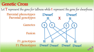 Genetic cross dwarfness