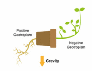 Geotropism