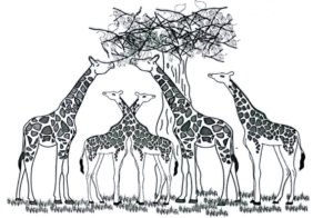 Giraffes with variations (short & long necked)