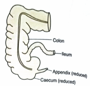 Human caecum and appendix (vestigial)