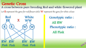 Incomplete dominance