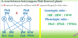 Incomplete dominance F2