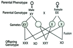 Inheritance of Klinefelter's syndrome I