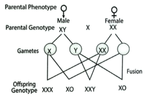 Inheritance of Klinefelter's syndrome II