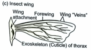 Insect wing