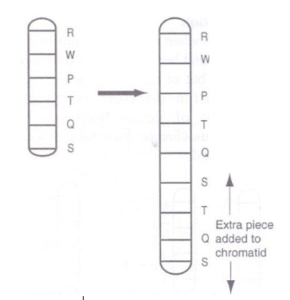Mutation_duplication