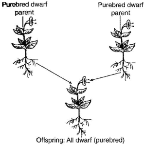 Offspring_All dwarf (purebred)