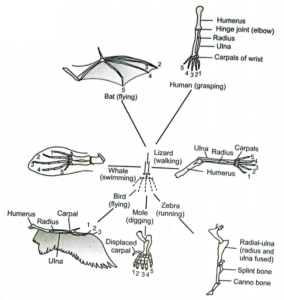 Pentadactyl limb