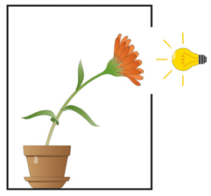 Positive phototropism