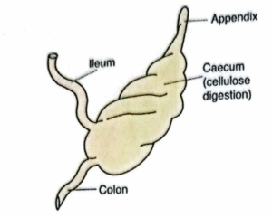 Rabbit caecum and appendix (functional)