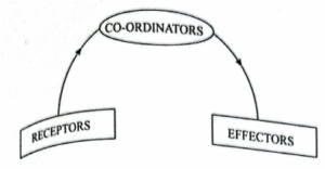 Representation of Irritability