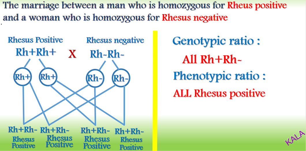 Pmk Rhesus Inheritance of Rhesus Factor - KALA