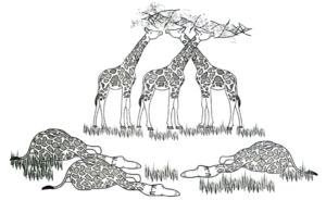Short-necked giraffes die while long-necked giraffes survived