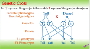 genetic cross tall vs dwarf