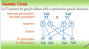genetic cross_tall 