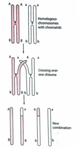 linked genes separation