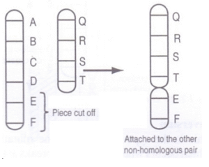 mutation_translocation