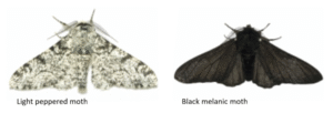 peppered moths