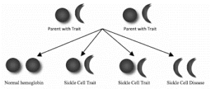 sickle cell anaemia