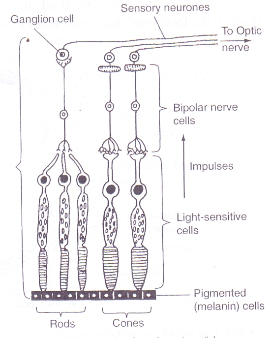 Structure and Function of parts of the human eye - KALA