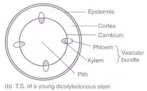 Dicot stem