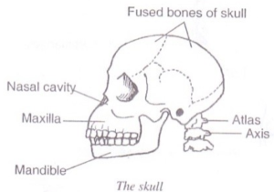 skull