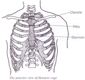 ribcage