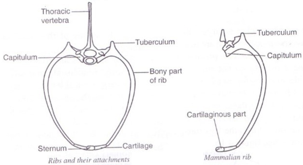 Tuberculum Rib Bone Thoracic vertebrae - KALA