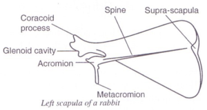 scapula