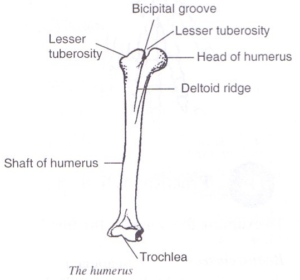 humerus