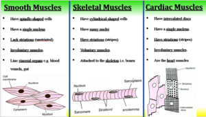 kala Differences between smooth skeletal and cardiac muscles